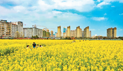 近日,江西省赣州市章贡区沙石镇吉埠村油料试验基地的几十亩油菜花吐蕊绽放。胡江涛摄(人民视觉)