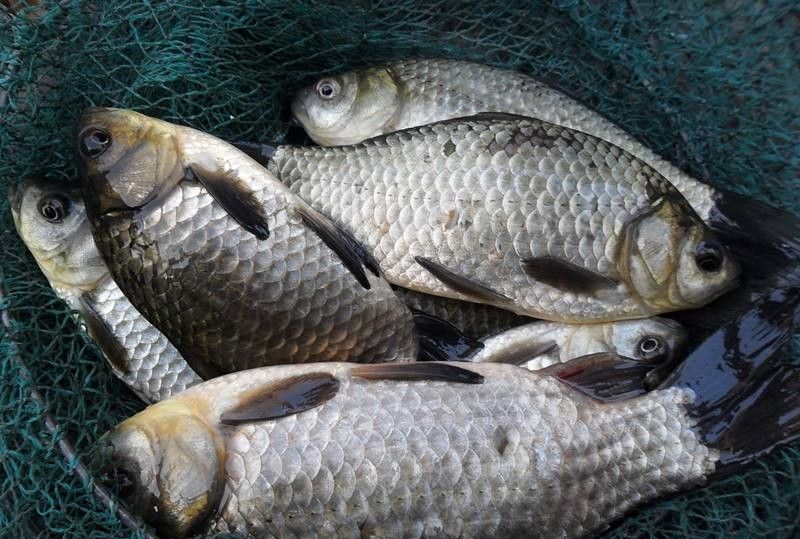 记者发现：周庄野钓哪里收费最便宜？2025实测避坑攻略，省50%预算+全流程指南