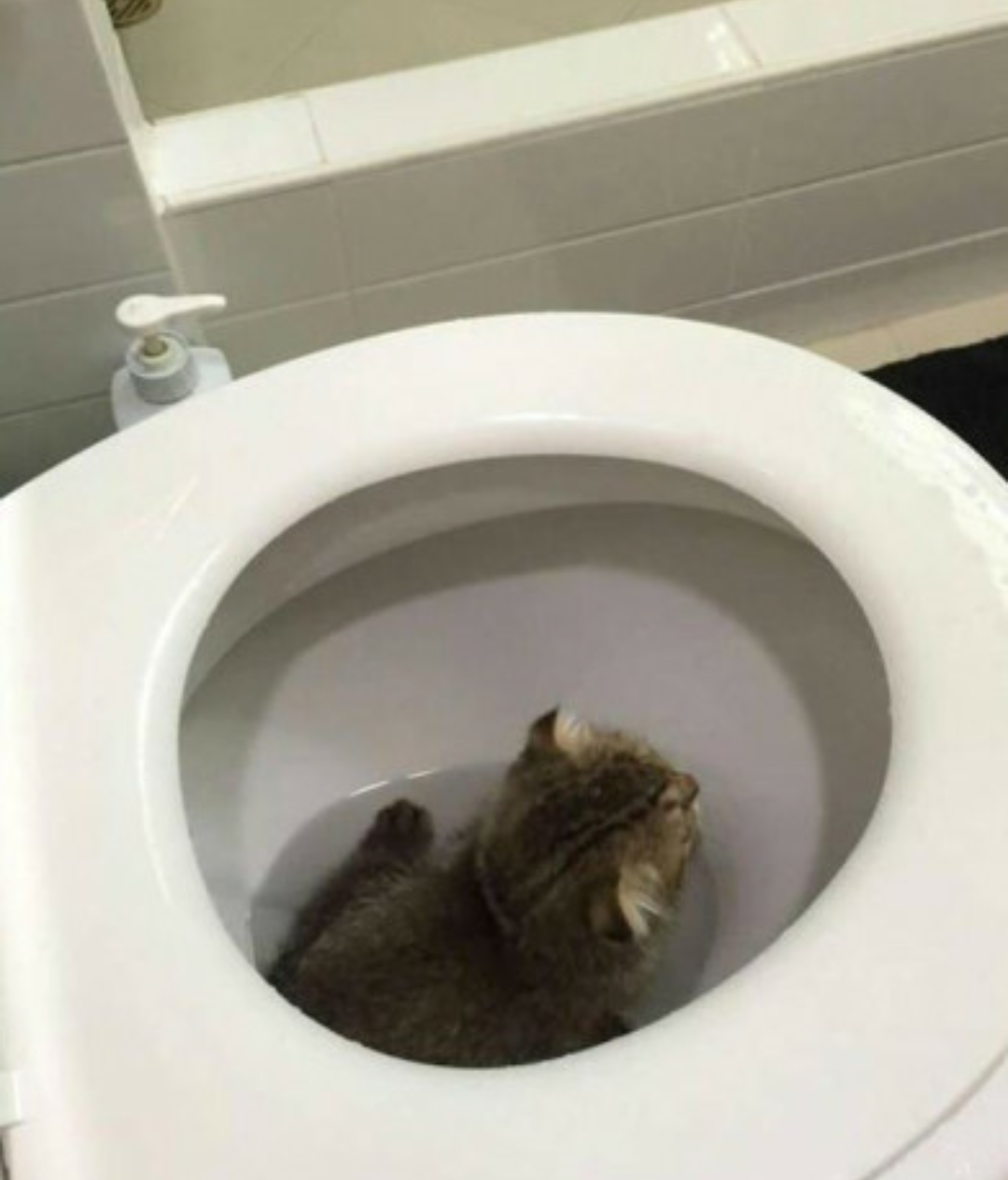 会自己坐马桶的小猫，该怎么教会它冲厕所？_哔哩哔哩_bilibili