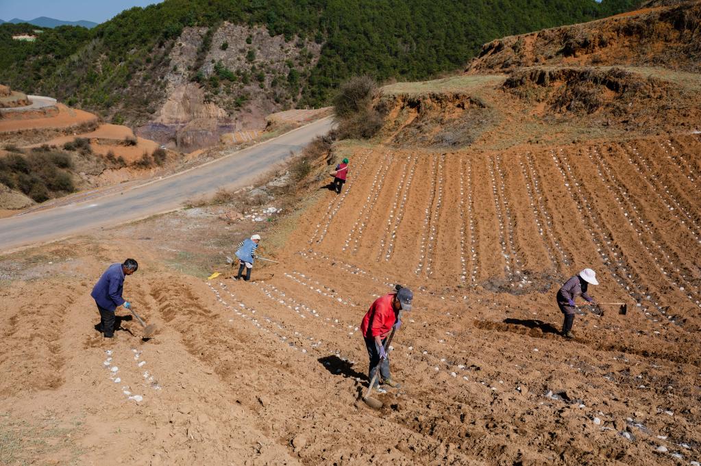 　　村民在鲁甸县水磨镇马铃薯种植基地劳作。新华社记者 王冠森 摄