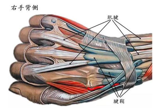 你的手部过度劳累了吗?1个动作自检腱鞘炎,常玩手机的人要注意休闲区蓝鸢梦想 - Www.slyday.coM 你的手部过度劳累了吗?1个动作自检腱鞘炎,常玩手机的人要注意休闲区蓝鸢梦想 - Www.slyday.coM
