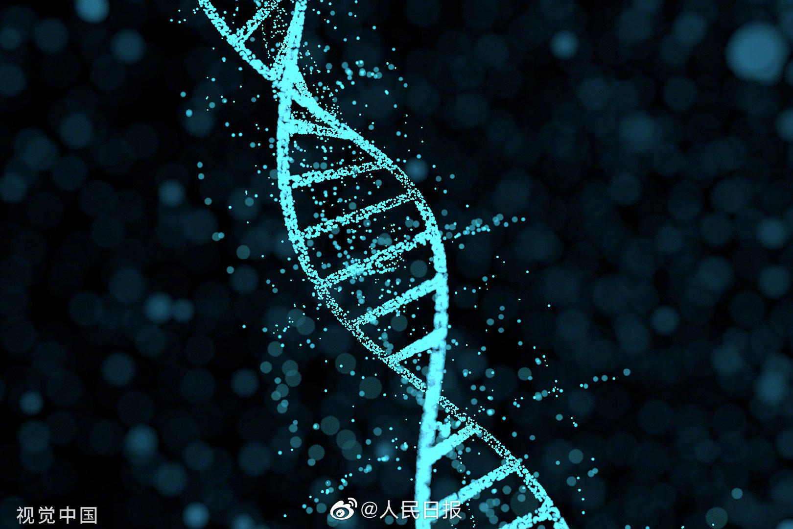 纯种狗的悲哀 人类畸形审美给宠物带来的痛苦