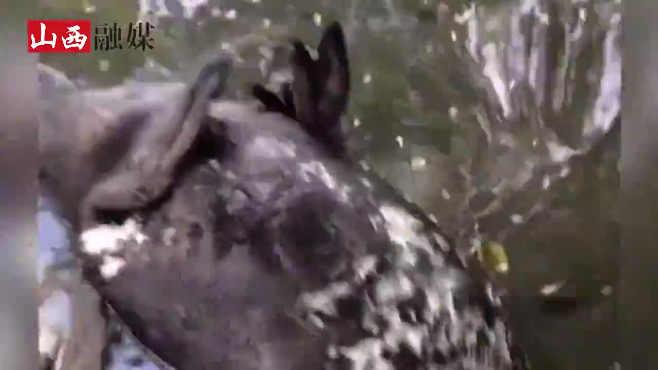 鸭子池塘玩水被淹死主人急救未果后起锅烧油传说中的旱鸭子