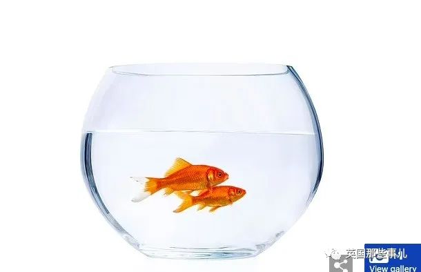 圆形金鱼缸在欧洲遭到多国禁售,因为“它会把金鱼逼疯”??!休闲区蓝鸢梦想 - Www.slyday.coM 圆形金鱼缸在欧洲遭到多国禁售,因为“它会把金鱼逼疯”??!休闲区蓝鸢梦想 - Www.slyday.coM