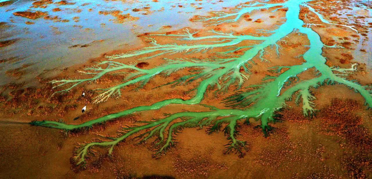 总台央广“中国之声”带你一起听黄河入海口丹顶鹤的生活休闲区蓝鸢梦想 - Www.slyday.coM 总台央广“中国之声”带你一起听黄河入海口丹顶鹤的生活休闲区蓝鸢梦想 - Www.slyday.coM