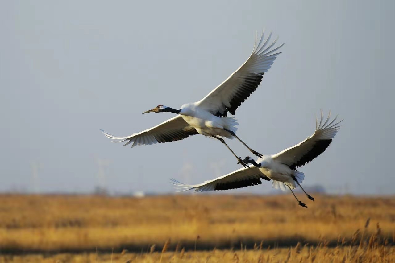 总台央广“中国之声”带你一起听黄河入海口丹顶鹤的生活休闲区蓝鸢梦想 - Www.slyday.coM 总台央广“中国之声”带你一起听黄河入海口丹顶鹤的生活休闲区蓝鸢梦想 - Www.slyday.coM