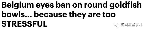 圆形金鱼缸在欧洲遭到多国禁售,因为“它会把金鱼逼疯”??!休闲区蓝鸢梦想 - Www.slyday.coM 圆形金鱼缸在欧洲遭到多国禁售,因为“它会把金鱼逼疯”??!休闲区蓝鸢梦想 - Www.slyday.coM