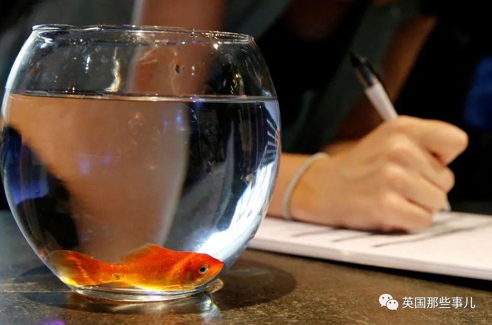 圆形金鱼缸在欧洲遭到多国禁售,因为“它会把金鱼逼疯”??!休闲区蓝鸢梦想 - Www.slyday.coM 圆形金鱼缸在欧洲遭到多国禁售,因为“它会把金鱼逼疯”??!休闲区蓝鸢梦想 - Www.slyday.coM