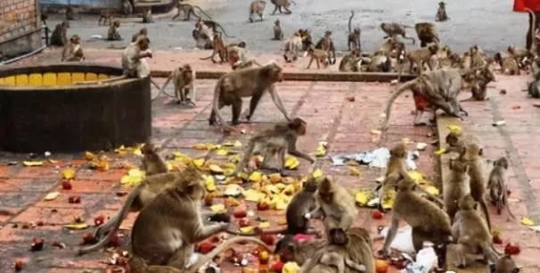 为驱赶猴子,<a href=