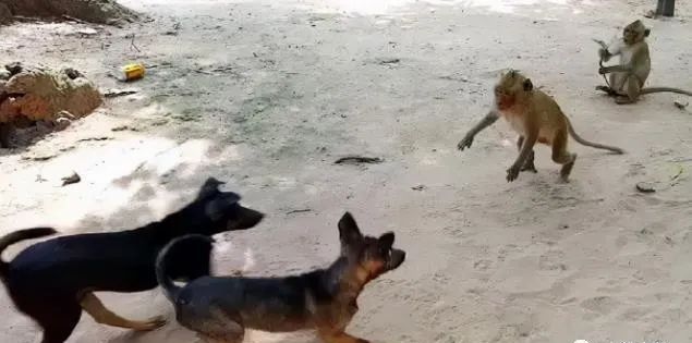 为驱赶猴子,<a href=