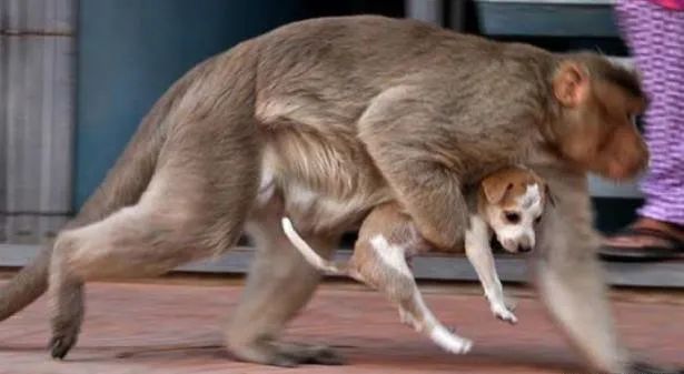 为驱赶猴子,<a href=