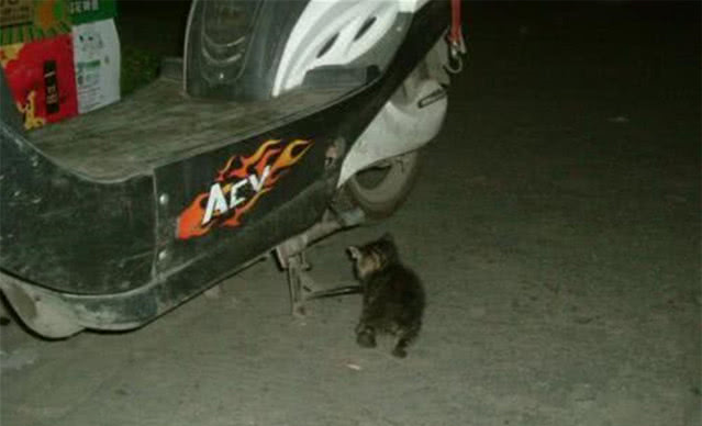 流浪小猫被丢在路边，女子走过也不见它跑，抱起看后急忙带回家休闲区蓝鸢梦想 - Www.slyday.coM