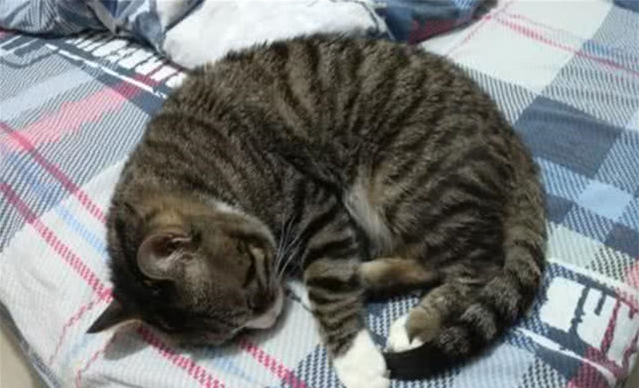 流浪小猫被丢在路边，女子走过也不见它跑，抱起看后急忙带回家休闲区蓝鸢梦想 - Www.slyday.coM