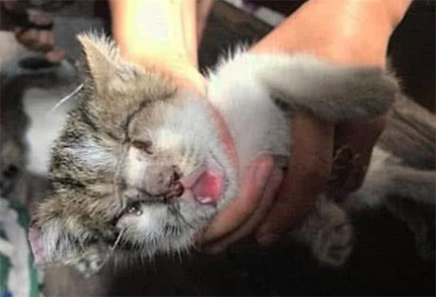 流浪小猫被丢在路边，女子走过也不见它跑，抱起看后急忙带回家休闲区蓝鸢梦想 - Www.slyday.coM