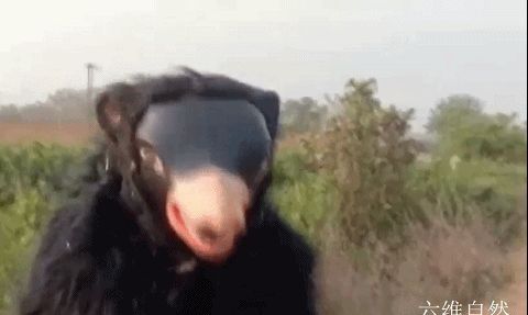 为驱赶猴子,<a href=