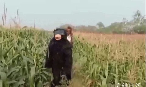 为驱赶猴子,<a href=