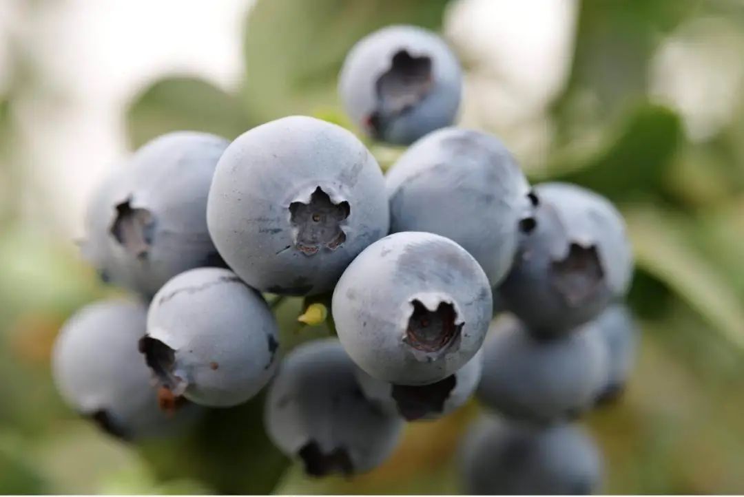 在实现水果自由之后,水果行业该走向何方?|8分钟发布会休闲区蓝鸢梦想 - Www.slyday.coM 在实现水果自由之后,水果行业该走向何方?|8分钟发布会休闲区蓝鸢梦想 - Www.slyday.coM