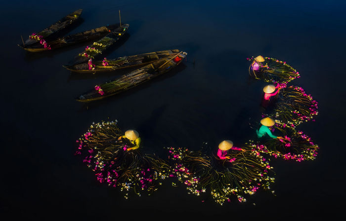 越南收获百合花，全靠洪水来帮忙，每一张照片都是一道风景