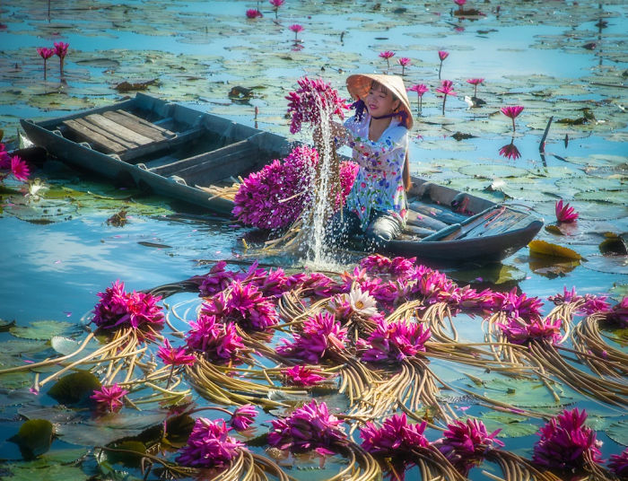 越南收获百合花，全靠洪水来帮忙，每一张照片都是一道风景