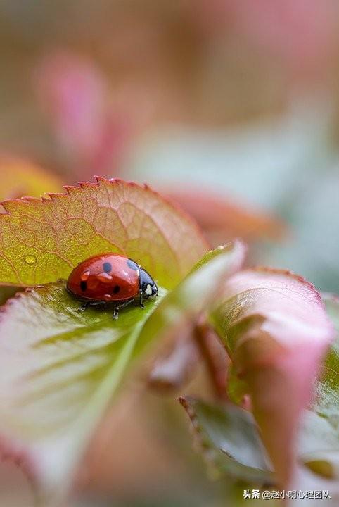 赵小明:为什么带娃遇到的问题,你学的心理学都没用?休闲区蓝鸢梦想 - Www.slyday.coM 赵小明:为什么带娃遇到的问题,你学的心理学都没用?休闲区蓝鸢梦想 - Www.slyday.coM