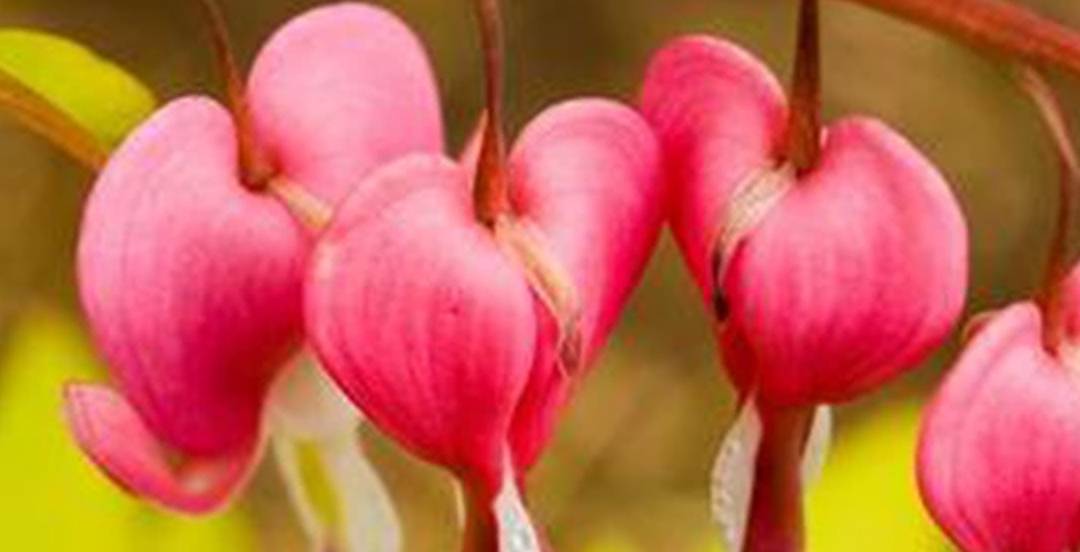 哪个师傅能把真童子命的女人的天锁霉运给化解