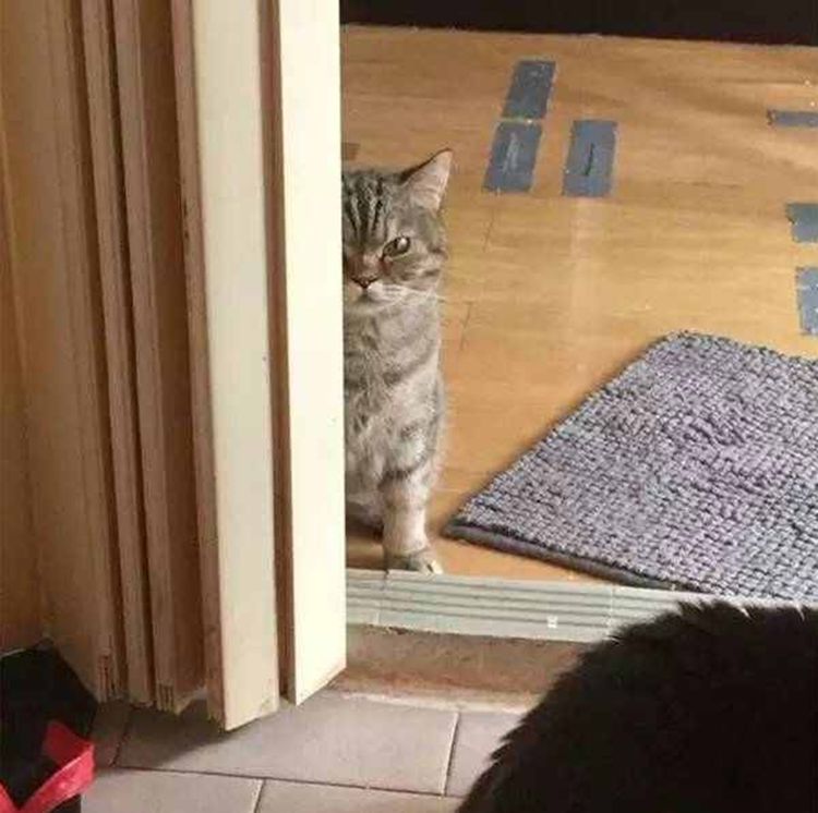 ��ʺ�ٶ�����ʳ�������˾�¶������飬���ѿ���ֱ���ǲ���