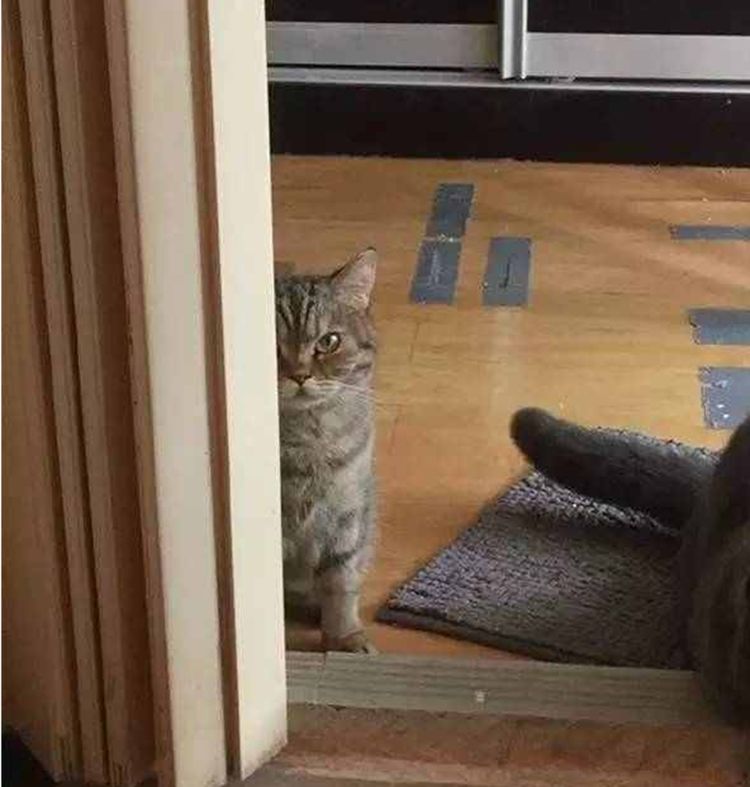 ��ʺ�ٶ�����ʳ�������˾�¶������飬���ѿ���ֱ���ǲ���