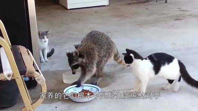 野生浣熊潜入民居偷吃,居然是为了撸猫!喵星人的反应太亮了