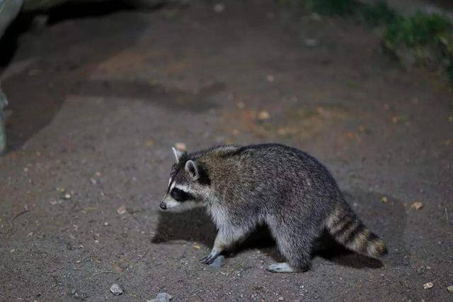 野生浣熊潜入民居偷吃,居然是为了撸猫!喵星人的反应太亮了