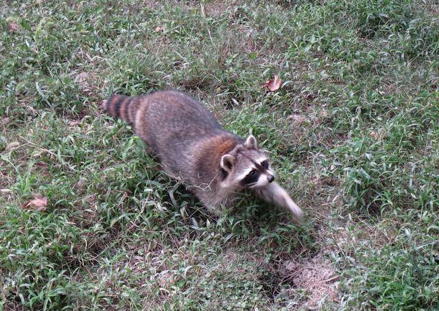 野生浣熊潜入民居偷吃,居然是为了撸猫!喵星人的反应太亮了