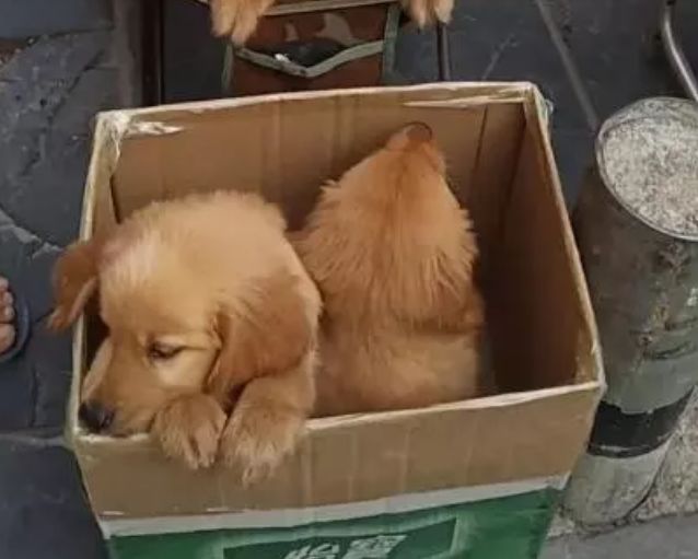 比熊幼犬狗粮排行榜_狗粮排行榜选购清单了解一下,疯狂的小狗狗粮也上榜啦