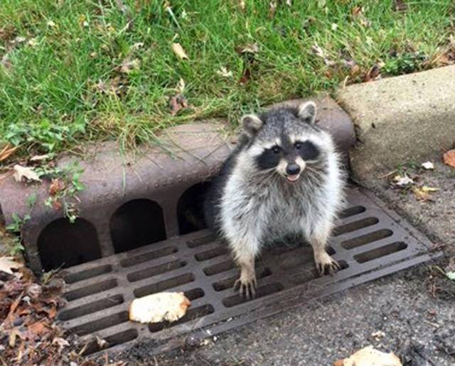野生浣熊潜入民居偷吃,居然是为了撸猫!喵星人的反应太亮了