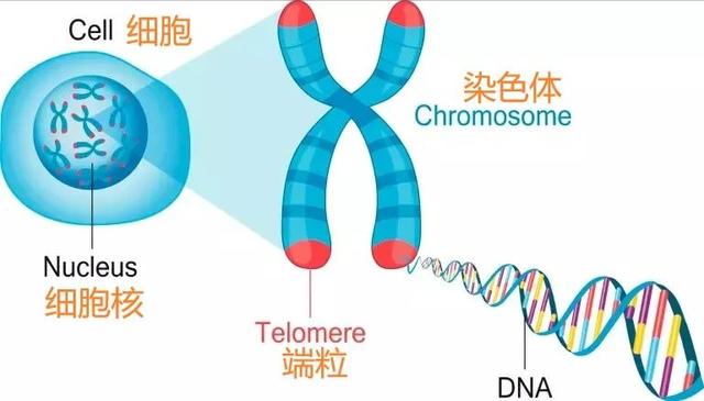 8个变老的原因,6个高效抗衰方法,很多人都不知道休闲区蓝鸢梦想 - Www.slyday.coM 8个变老的原因,6个高效抗衰方法,很多人都不知道休闲区蓝鸢梦想 - Www.slyday.coM