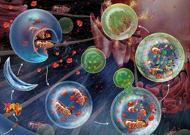 8个变老的原因,6个高效抗衰方法,很多人都不知道休闲区蓝鸢梦想 - Www.slyday.coM 8个变老的原因,6个高效抗衰方法,很多人都不知道休闲区蓝鸢梦想 - Www.slyday.coM