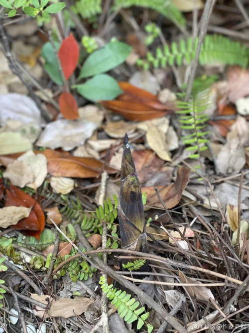 上海封控后,儿子逐渐贝爷化……注:本文部分图片可能引起不适,请谨慎观看休闲区蓝鸢梦想 - Www.slyday.coM 上海封控后,儿子逐渐贝爷化……注:本文部分图片可能引起不适,请谨慎观看休闲区蓝鸢梦想 - Www.slyday.coM