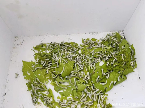 上海封控后,儿子逐渐贝爷化……注:本文部分图片可能引起不适,请谨慎观看休闲区蓝鸢梦想 - Www.slyday.coM 上海封控后,儿子逐渐贝爷化……注:本文部分图片可能引起不适,请谨慎观看休闲区蓝鸢梦想 - Www.slyday.coM