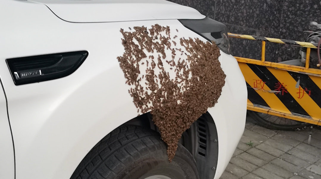 小伙爱车飞千只蜜蜂结心形图案 ，网友：再养段时间可以吃蜂蜜