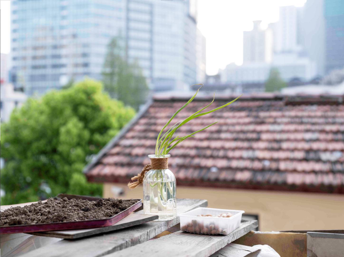 征集图片|四月,疫情中的窗外休闲区蓝鸢梦想 - Www.slyday.coM 征集图片|四月,疫情中的窗外休闲区蓝鸢梦想 - Www.slyday.coM