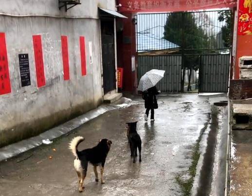 土狗狗每天送小主人上学，风雨无阻，风风雨雨几年如一日休闲区蓝鸢梦想 - Www.slyday.coM