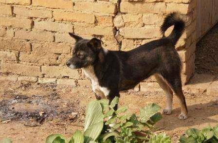 土狗狗每天送小主人上学，风雨无阻，风风雨雨几年如一日休闲区蓝鸢梦想 - Www.slyday.coM