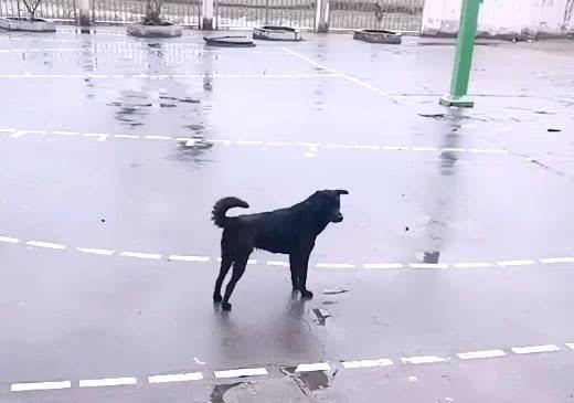 土狗狗每天送小主人上学，风雨无阻，风风雨雨几年如一日休闲区蓝鸢梦想 - Www.slyday.coM
