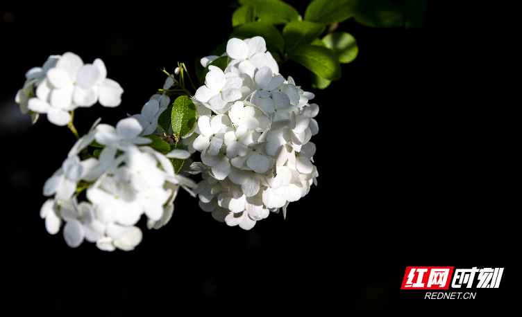 视频丨四月顶流!这里的绣球花打包送给你休闲区蓝鸢梦想 - Www.slyday.coM 视频丨四月顶流!这里的绣球花打包送给你休闲区蓝鸢梦想 - Www.slyday.coM