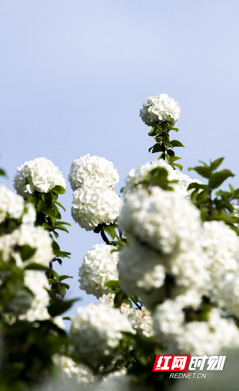 视频丨四月顶流!这里的绣球花打包送给你休闲区蓝鸢梦想 - Www.slyday.coM 视频丨四月顶流!这里的绣球花打包送给你休闲区蓝鸢梦想 - Www.slyday.coM