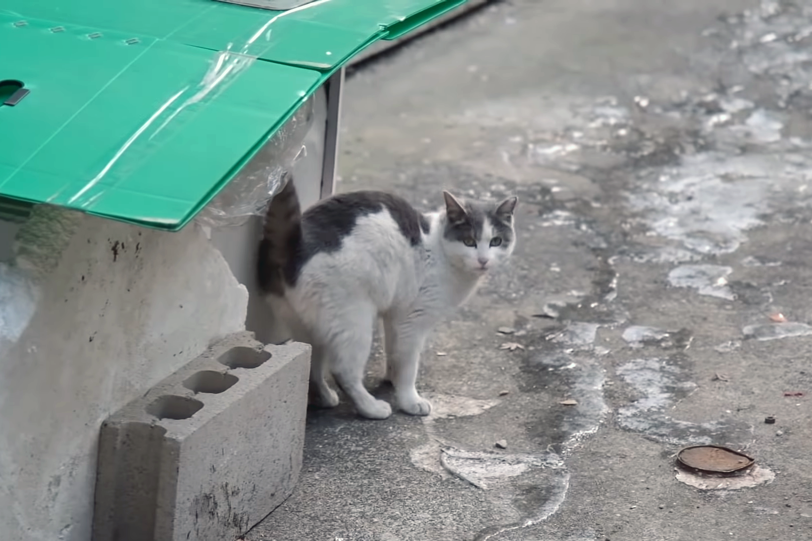 小区里流浪的金吉拉，骨瘦如柴无人理睬，品种猫为什么会流浪？