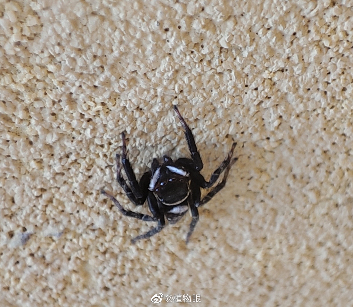 探寻爱情的蛛丝马迹：一场长达99天的暗恋下载之旅 (探寻爱情的蛛丝是什么)