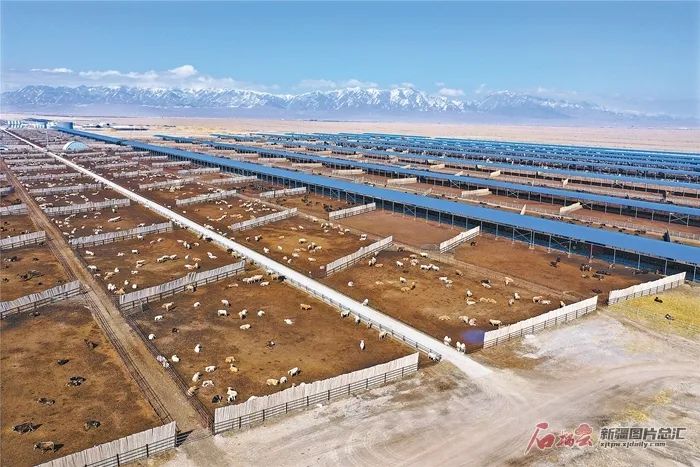 新疆天莱牧业集团有限责任公司农牧园区的肉牛养殖区内牛在休憩（3月26日无人机拍摄）。石榴云/新疆日报记者汤永摄
