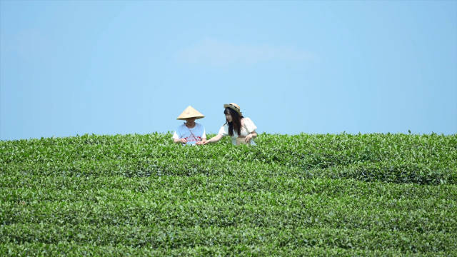 人间四月天，和我一去趣采茶