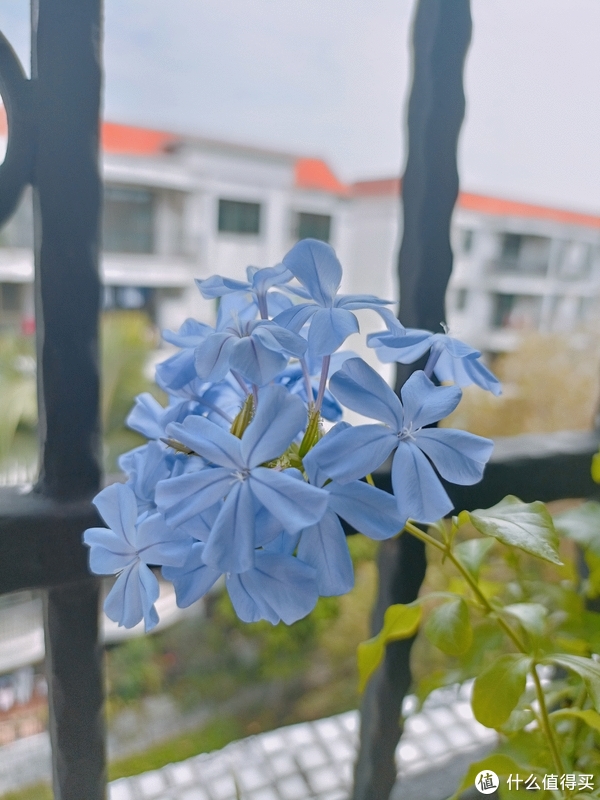 绿色加蓝色的花 c1da-8dcda186366ba147b52766b6cea1a059.jpg