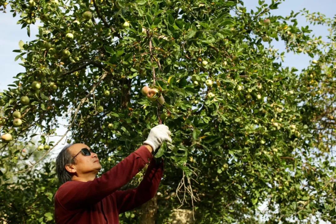 梦境的丰盈,解析梦见从树上摘了好多苹果的寓意与启示 梦境的丰盈,解析梦见从树上摘了好多苹果的寓意与启示