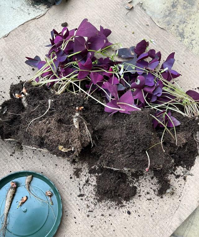 养紫叶酢浆草种球丢盆里不用管一年四季都开花叶多又美